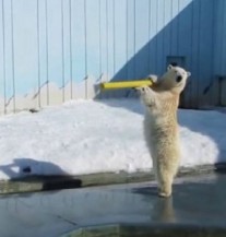 SREĆA, RADOST: Evo šta je za polarnog medvjeda prava uživancija (VIDEO)