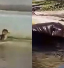 Patkica pala u bazen: Reakcija Nilskih konja šokirala posjetitelje (VIDEO)