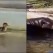 Patkica pala u bazen: Reakcija Nilskih konja šokirala posjetitelje (VIDEO)